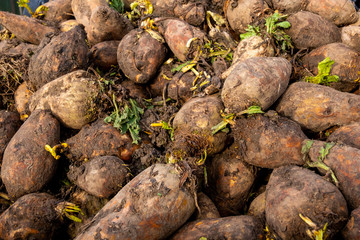 Pile of fodder beet in afternoon sunshine. Winter farm animal feed. Agricultural welfare. Country life.