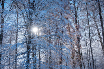 Winter Mountain landscape at the Rosa Khutor ski resort in Sochi, Russia. The morning sun shines brightly through beautiful snowy trees
