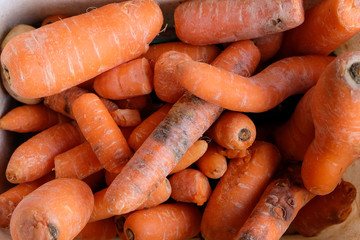 White bucket of spoiled orange carrots for animal food. Top view.