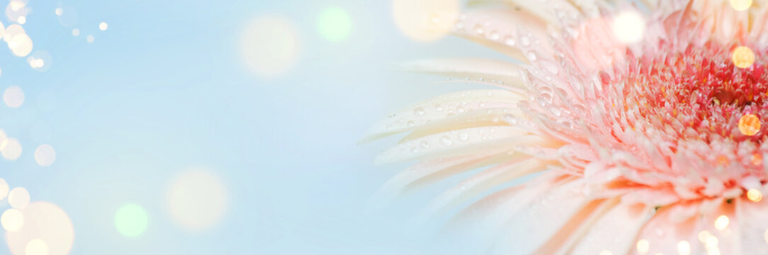 Spring background with gerbers