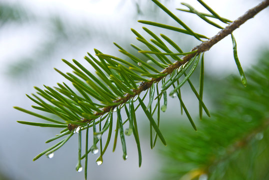 Douglas fFr needles with water drops