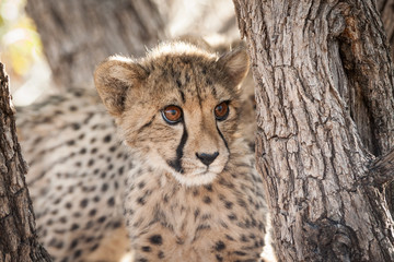 portrait of a cheetah © Joefke