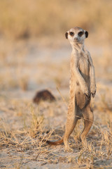 meerkat standing