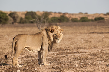 Fototapeta na wymiar lion in the desert