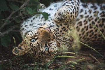 leopard having a stretch