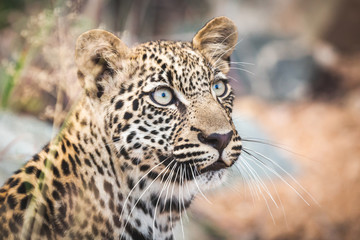 young leopard portrait