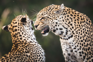 leopard mother and young