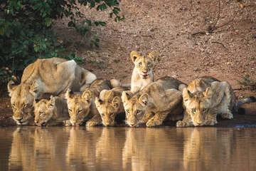 Fotobehang group of lions © Joefke