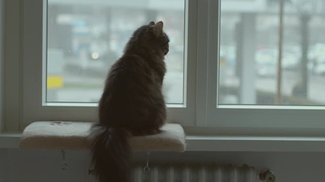 Lovely cat sitting on the windowsill and looking around