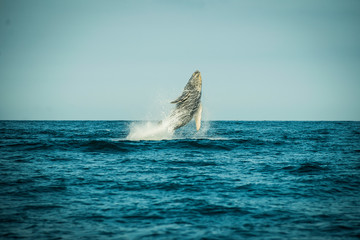 Fototapeta premium Whale jumping at sea in Piura, Perú