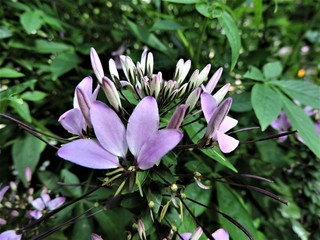 violet flower in garden