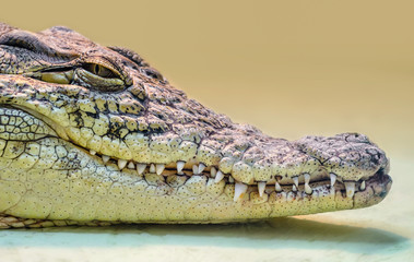 crocodile head isolated close up on a yellow background