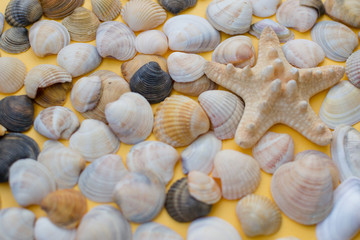 seashell