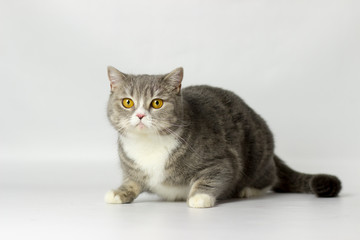 Obraz premium British shorthair female cat