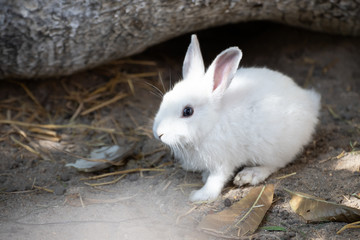 little rabbit set on ground floor under the big tree.