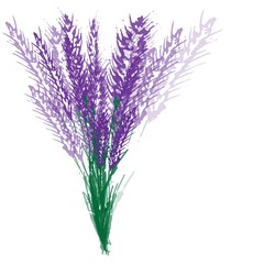 Bouquet of lavender on a white background.