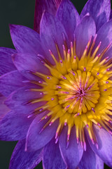 closeup purple and yellow color of lotus flower blooming