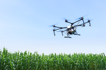 Smart farm use drone flying  spray on blue sky in the corn fields