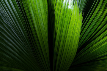 Palm leaves dark green background