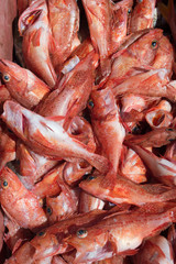 Fresh fish at the market