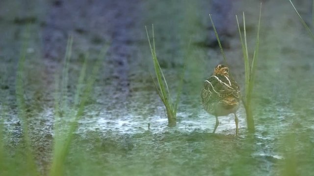 common snipe, Gallinago gallinago, jumping. Slow motion.