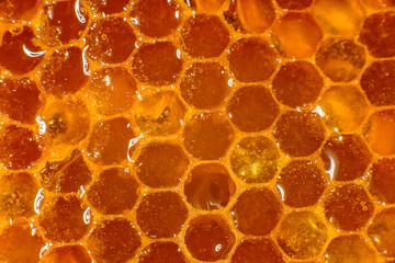 Honey close-up. Amber sweet honey in honeycomb. Transparent honey flows down the honeycomb