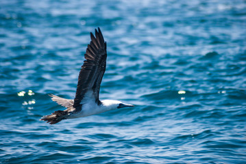 Free Seagull flying on the sea
