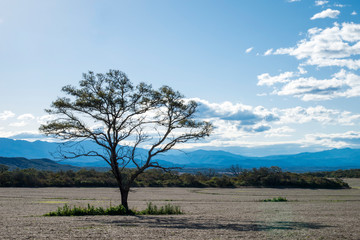 Obraz premium Sky with lonely Albol in the landscape of a valley in Tucumán, Agentina