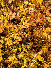 Barberry branches with autumn yellow and orange leaves and red berries close-up. Background image