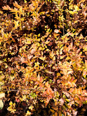 autumn leaves on ground