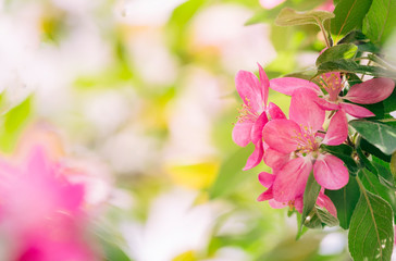 Fototapeta na wymiar Blooming ornamental paradise apple tree Malus niedzwetzkyana Dieck - pink flowers and leaves, beautiful sunlit bokeh, free space for text.