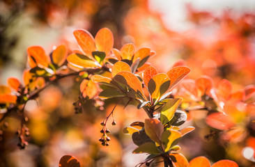 Barberry new red leaves and small flowers on the branch in spring. Branch with red leaves on a blurred background. Colorful leaves on barberry bush. Selective focus, blurred background. Copy space