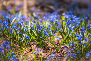 Close-up of tender flowers of blue spring scilla siberica on nature forest background, selective soft focus - obrazy, fototapety, plakaty