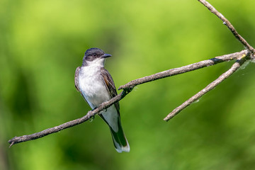 Eastern kingbird perched on a blurred background