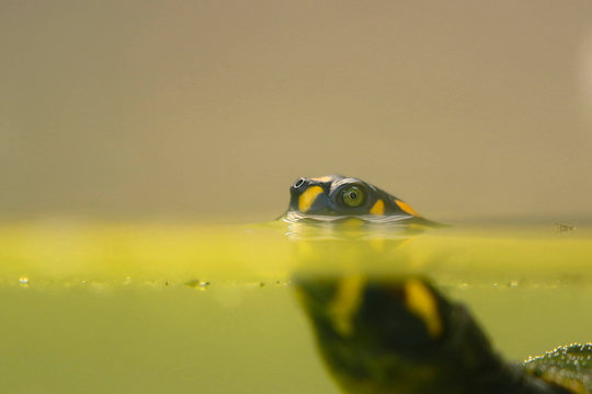 South American River Turtle (Podocnemis expansa), a beautiful specimen of a charapa turtle swimming inside a captive pond. Lima Peru