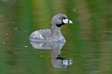Pied-billed grebe (Podilymbus podiceps) registered swimming inside a wetland in freedom and lonely. Lima - Peru