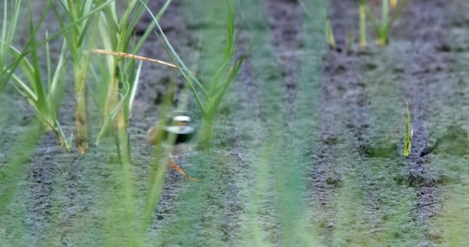 common ringed plover, charadrius hiaticula, foraging in the salt marshes