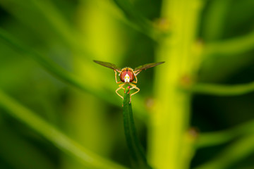 Face to face with an male hoverfly on a green blurred background
