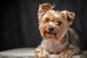 Portrait of the Yorkshire Terrier in the studio. Photographed close-up.