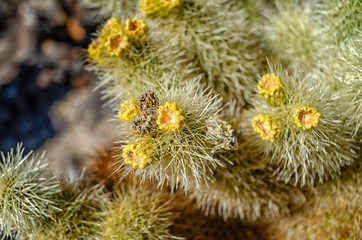 Teddy-bear Cholla (Cylindropuntia bigelovii,) at the Cholla Cactus Garden in Joshua Tree National, Park, CA.