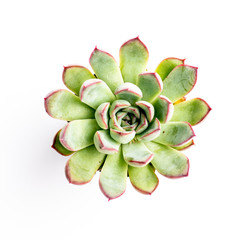 Tiny succulent plant on white background