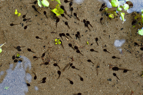 Group of Tadpoles (Anura) swimming in a stream, they are actually larvae of anuran amphibians that are in a process of metamorphosis before reaching adulthood. Lima-Peru