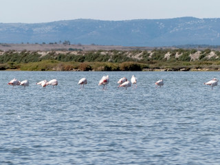 Plusieurs flamants rose dans l'eau