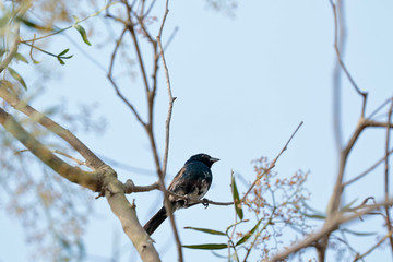 Blue-black grassquit (Volatinia jacarina), portrait in detail of an individual in their natural habitat perched on a branch of vegetation. Lima - Peru