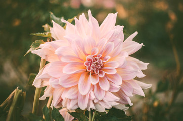 Close up of pink chrysanthemum with yellow centers and white tips on the petals. Chrysanthemum pattern in a flower park.