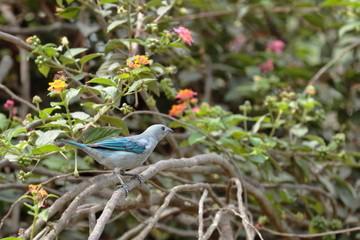 Blue-gray tanager (Thraupis episcopus), beautiful specimen perched on the branches of a tree. Lima - Peru