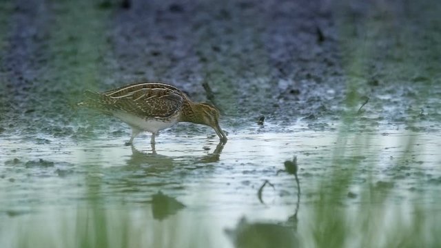 common snipe, Gallinago gallinago, pecking and probing mud for insects.. Slow motion.