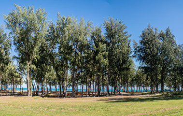 Tall trees flank the sandy beach of Sherwood on east coast of Oahu in Hawaii