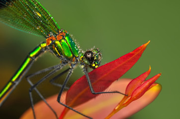 Macro shots, showing of eyes dragonfly and wings detail. Beautiful dragonfly in the nature habitat.