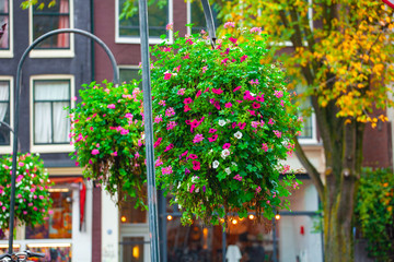 Fototapeta na wymiar Amsterdam, bridge decorated with a bush of beautiful ornamental flowering plants